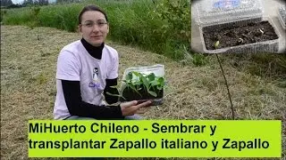 MiHuerto Chileno - Sembrar y trasplantar Zapallo Italiano y Zapallo (Calabazín y Calabaza)