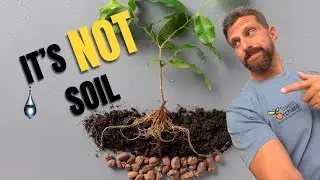 The Most Important Plant Input (It's NOT Soil)