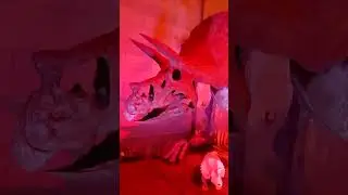 exploration de la galerie de pal&eacute;ontologie de Bruxelles #animaux #dinosaur #humour #science