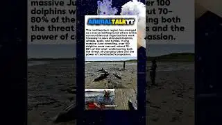 Mass Dolphin Strandings in Cape Cod