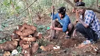 Jungle sweet potato 🍠🍠 | Kattu Valli Kizangu | Village Lifestyle | Kattu Valli Kizangu Tamil