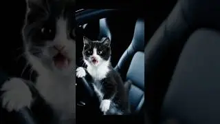the kitty car chase!!!