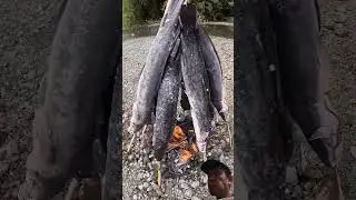 catfish grilled #fish #food #cooking #fishing #mukbanginternational #mukbang #pinoymukbanger #cook