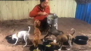 2kg cucumber soup with chicken to feed puppies - homemade dog food #feedingpuppy