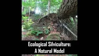 S.3 Ep.10: Ecological Silviculture - A Natural Model