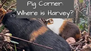 Guinea Pigs | Pig Corner: Where Is Harvey?