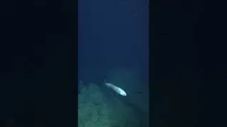 Meet the giant cusk-eel, one of our favorite deep-sea fish! 🐟