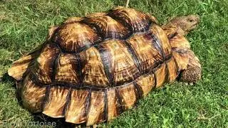Hybrid Tortoise Lays Twin Egg!