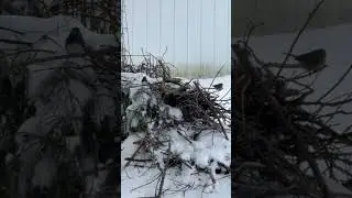 Little snow birds. Sweet black eyed junco. Think we ended up getting around 7 inches. So frigid brr