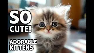 Cute Kittens Playing for 5 Minutes 😍 | Ultra Relaxing & Adorable Cat Video 4K