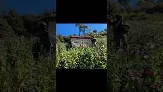 CJNG recibe duro golpe en Nayarit: Marina destruye amapola