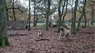 Field Guardian Alert: Aslan the Kangal's Brave Bark at an Unseen Intruder!