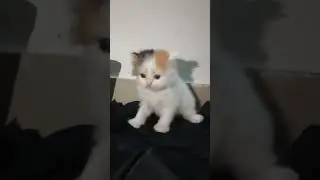 #persian #pet #petlover #cat #cute #kitten #Neo pet lover #youtubeshorts