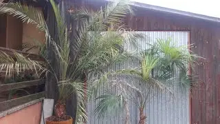Palmy trzymane w domu . Przeznaczenie palm i odporność na mróz.