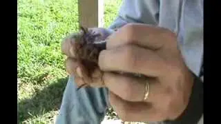 The Ky Woodsman- Making fire with a lamp wick 3