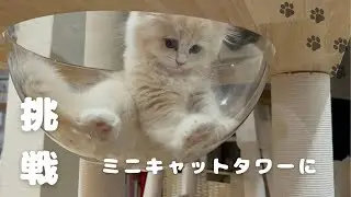 キャットタワーの宇宙船に入った子猫が可愛すぎた