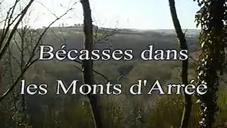 Bécasses dans les Monts d'Arée