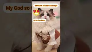 check cats and dog reaction so funny#trending#viralvideo#cat #dogs#fyp#yt#funnyvideo #pets#shortfeed