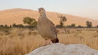 Desi Teetar Beautiful Sound | Partridge Calling