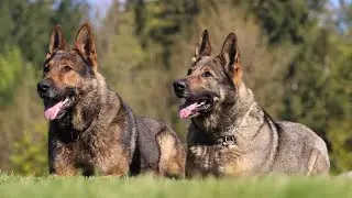 The Perfect Pair: Kimbo & Kessie - Puppies Coming Soon! | Kraftwork K9 Pro
