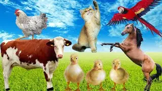Animals for kids to learn: Duck, Chicken, Goat, Pig, Bear, Cat | Learn Family animals