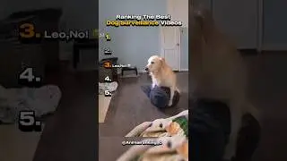 Leo, No!😭 #dogs #dogowner #funnydogs #funnyanimals #funnypets