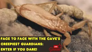 Exploring Movile Cave: A Fascinating, Forbidden Ecosystem