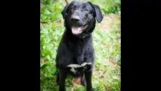 WDHA's Rock N' Ruff with Rocky Lab