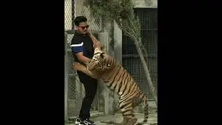 Hug with Tiger | Most tame Tiger of Pakistan |Nouman Hassan |