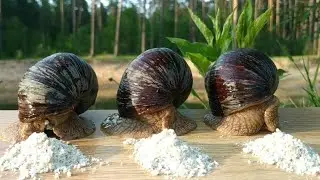 ASMR Snails: Everything's frozen in time | cute African animals 🍃💕🐌