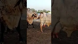 Cholistani Cow Meeting #cholistan #rohi #cow #cholistanicow #cholistani #rathicow