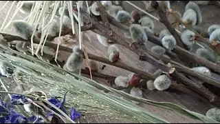 Віночок  з сухоцвітів  та верби