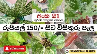 විසිතුරු පැල සේල් - රුපියල් 150 සිට පැල ගන්න | Plants Sale - 21 - @sandeepaniofficials New Video