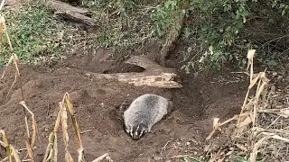 I Caught a Badger!-Wisconsin trapping 2019