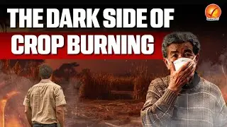 What Happens if We Don&rsquo;t Stop Crop Burning? An Environmental Disaster in the Making?