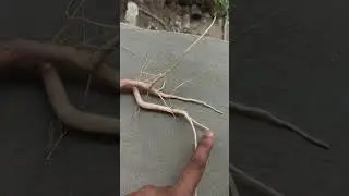morphology of flowering plant|types of root| tap root system| fibrous root system #ncertbiology