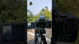 🔥❤️Lineated Barbet 🐦 Birds Photography #india #birds #wildlife #viral #nikon #shorts #shortvideo