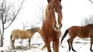Curious Wild Horses of the Catnip Herd