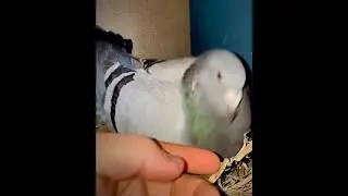 Super aggressive pigeon