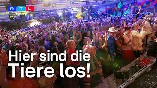 Zoozappelei in Köln – auf dieser Karnevalsparty sind die Tiere los | RTL WEST