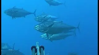 Pesca submarina, Julio 2018, podría haber ido mejor