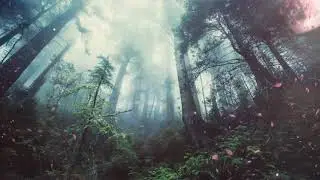Rainforest sounds