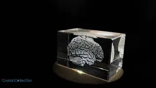 Brain Art | 3D Engraved Crystal Keepsake | Gift/Decor | Collectible | AB Crystal Collection - FSH3