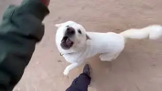 Snowy Akita female dog, happy with me @dogloverprakash