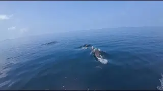 Jet Skiing with Dolphins at Kandima Maldives | Perfect Ocean Conditions & Incredible Wildlife 🐬🌊