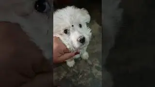 My lovely mashu#doggielife #puppy