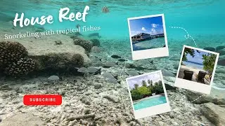 Travelogue EP 4 - House reef,  Embudu Village Resort #maldives #underwater #snorkeling #fish #4K