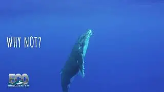 Swim with humpback Whales? Why not, Let's Do This.