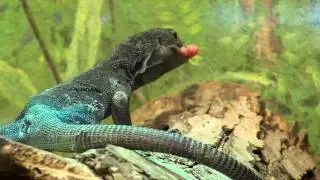 Black Tree Monitors-Cincinnati Zoo