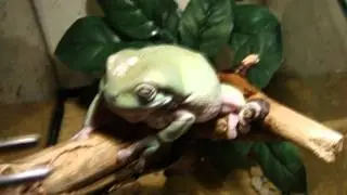 Litoria caerulea feeding (Slow motion) HD